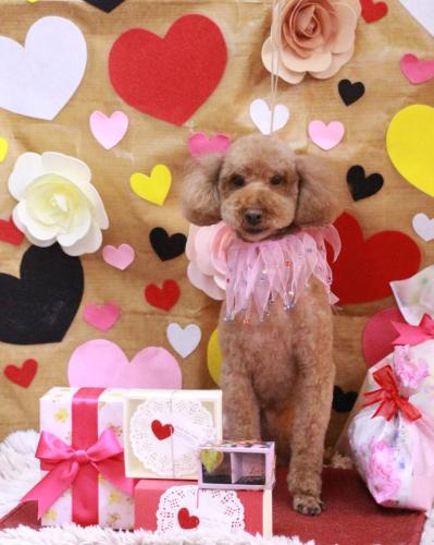 20230204マロンちゃん